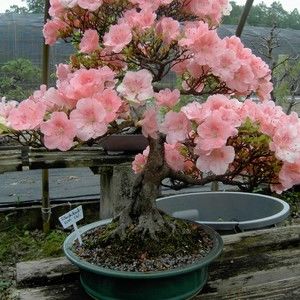 Meet your Posher, Lynda d